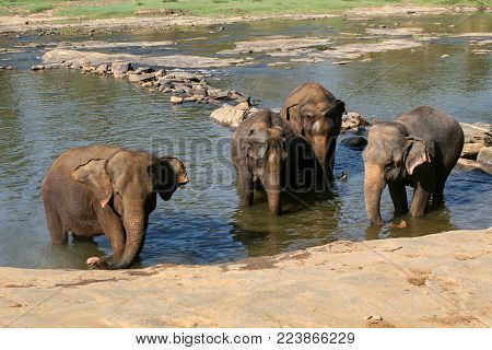 Sri Lanka, Pinawella Cattery. Elephants are bathing and washing in the river, among brown stones
