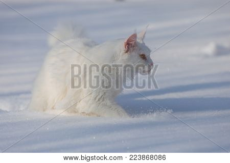 maine coone white cat in the wild winter and snow