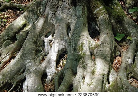 powerful interwoven roots of an old beech closeup