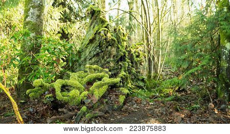 Green moss growing on the tree in beer creek park