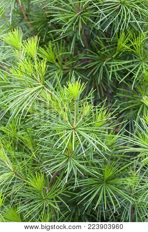 WROCLAW, POLAND - JUNE 13, 2017: Japanese Garden, Japanese pine, close up. The Japanese Garden was founded in 1909-1913,  located within Szczytnicki Park