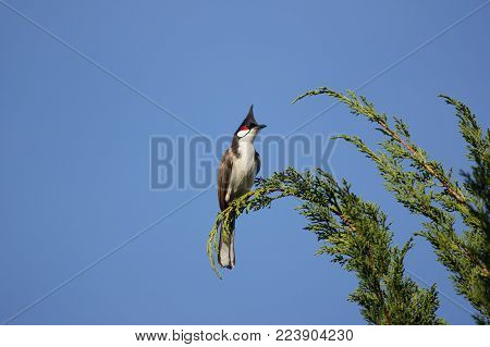 Red Whiskered Bulbul Bird On Tree
