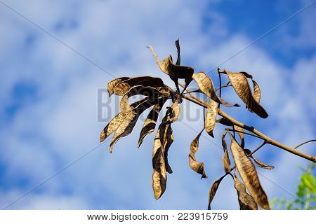 close up leucaena glauca seeds in nature garden