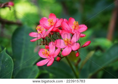 pink Jatropha integerrima flower in nature garden