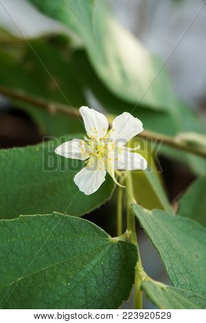 close up white Muntingia calabura flower in nature garden