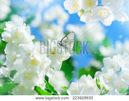 Spring scene. Beautiful butterfly sits on lush jasmine flowers.