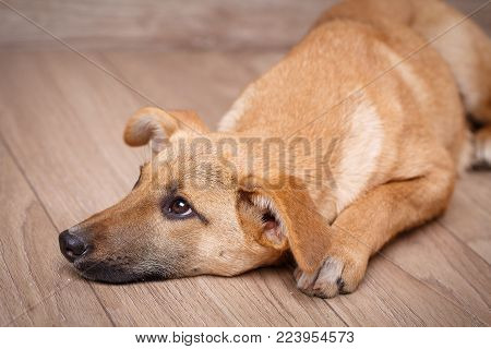 Portrait of a dog. Dog without breed. The doggy is lying with sad eyes.