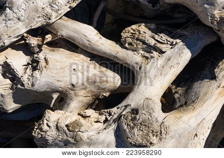 driftwood, washed up by the sea on a pebble beach on a warm summer day