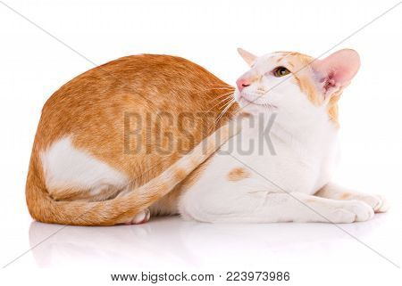 Oriental Shorthair Cat, Portrait On White Background
