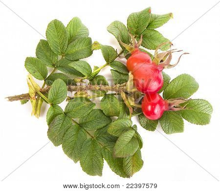 Букет из шиповника с Берри, изолированные на белом