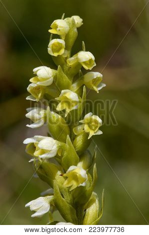 Burnt-tip Orchid