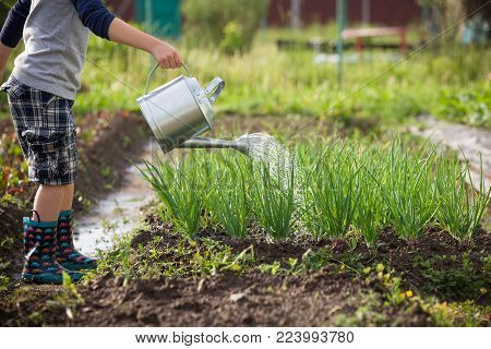 Cute little toddler boy watering plants with watering can in the garden. Adorable little child helping parents to grow vegetables and having fun. Activities with children outdoors.