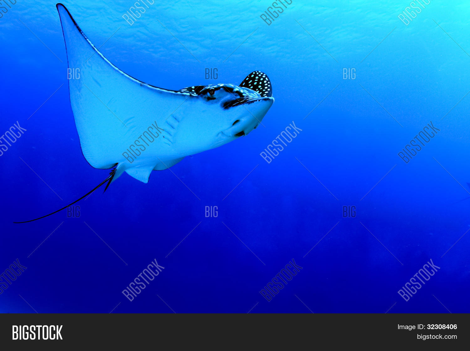 Image Preview
