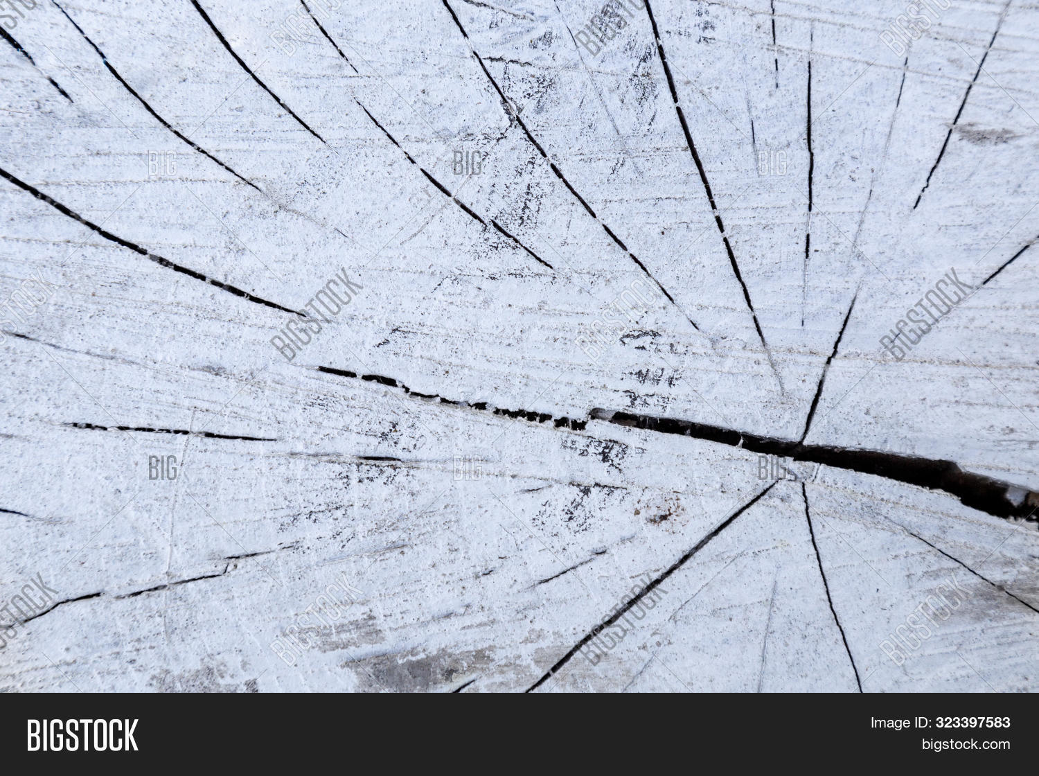 Cross Section Tree Image & Photo (Free Trial) Bigstock