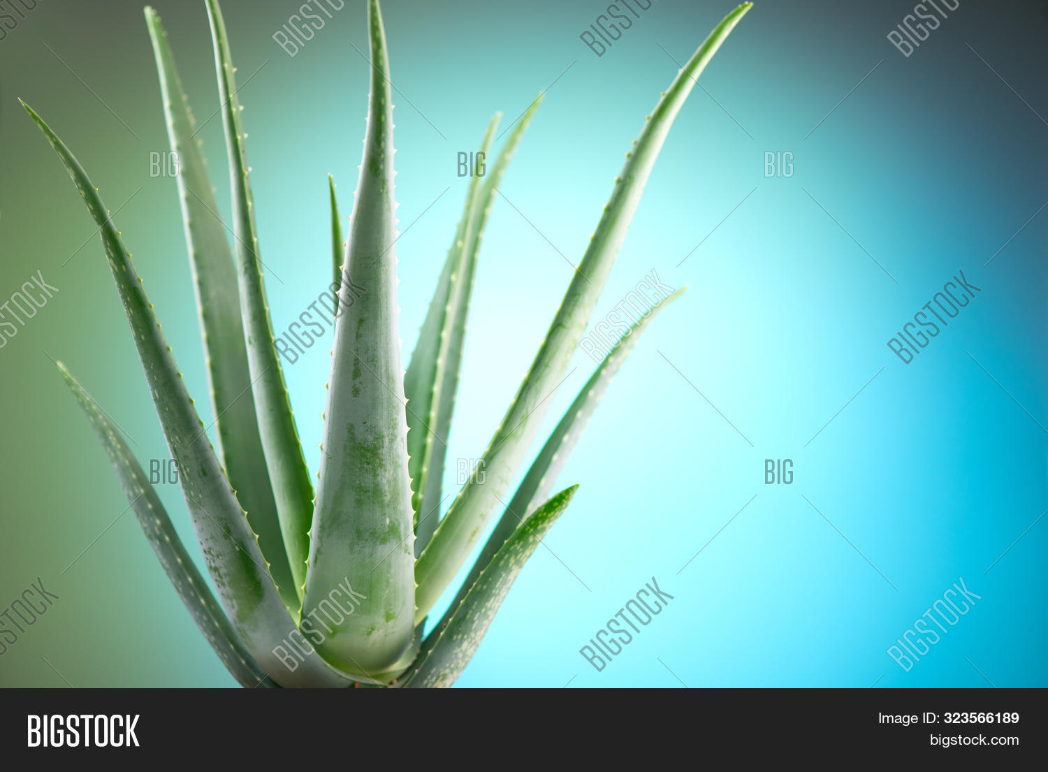 aloe vera plant moisturizer