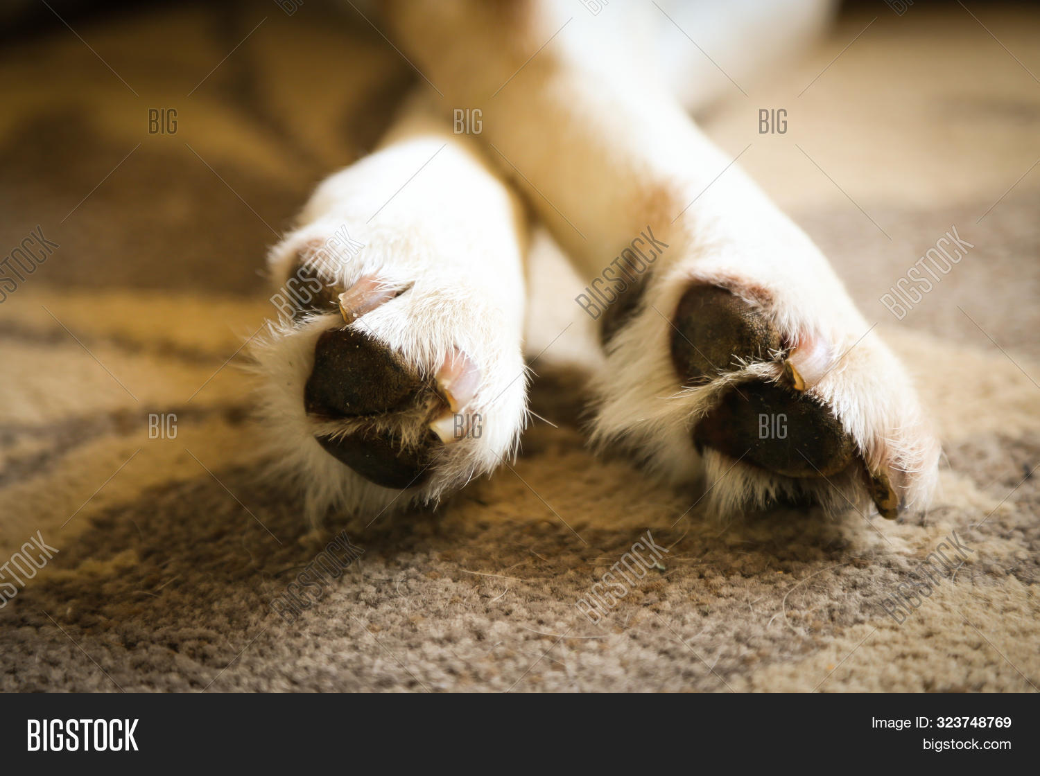 labrador paw pads