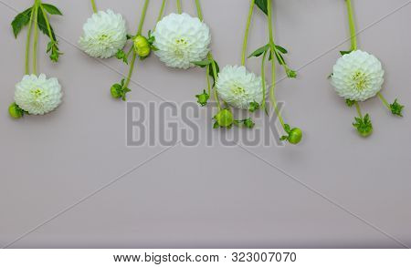 White Dahlia Is Lying On The Table. Dahlias On A Beige Background.