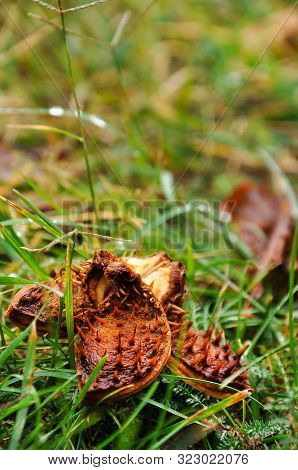 Autumn Mood Picture. Close-up Photo Of An Open Horse Chestnut. Grass With Leaves. Warm Colors.