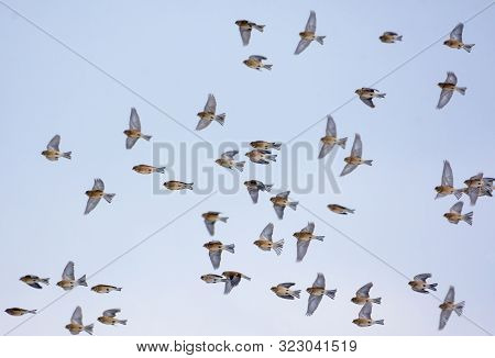 Pack Of Common Linnets In Flight Over Blue Sky In Winter Or Autumn Times