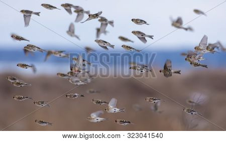 Herd Of Common Redpolls Flying Fast In Snowy Winter Over Fields And Sky