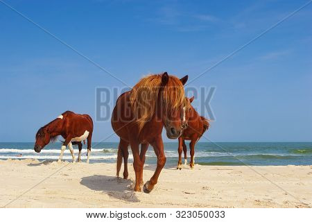 Wild Horses Roam Freely At A Campground At Assateague Island, A Long Barrier Island Off The Atlantic