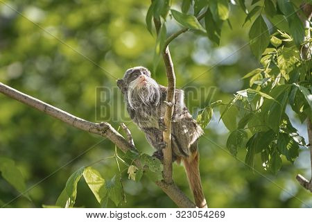 Emperor Tamarin, Saguinus Imperator, A New World Monkey With Grey Fur And Yellowish Speckles On Its