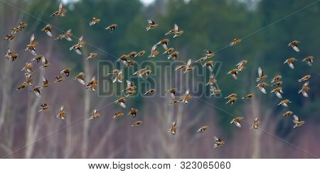 Great Number Of Small Birds Such As Common Linnets In Sync Flight Over Winter Trees And Forest