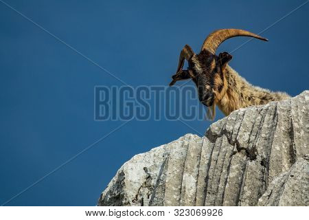 Isolated Goat Head Looking Down From Top Of The Rock