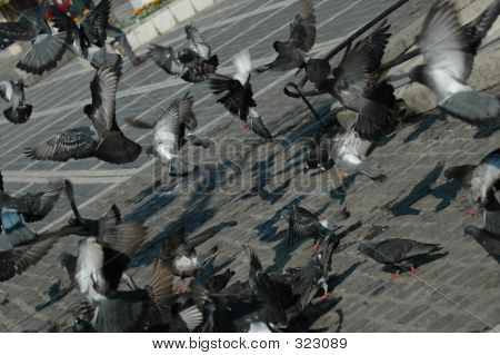 Volare piccioni