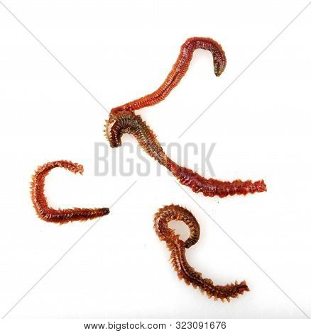 Close-up Of Clam Worm Against White Background