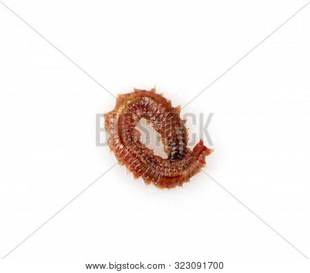 Close-up Of Clam Worm Against White Background