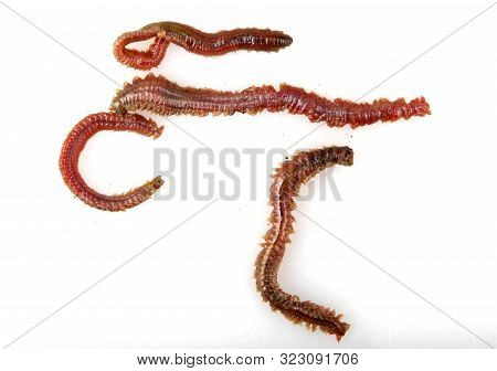Close-up Of Clam Worm Against White Background
