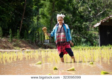 Ban Mae Pan Noi, Thailand - July 1,2019: Karen Hilltribes woman planting rice seedling near Chiang Mai, Thailand.