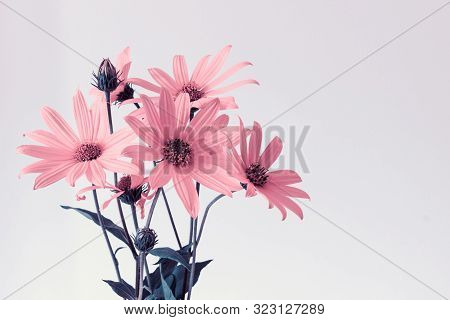 Bouquet Of Summer Messy Flowers Daisies On White Background Colored With Pink Tint. Photo With Copy 