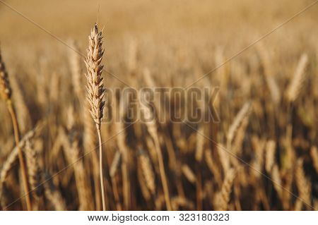 Golden Field Of Wheat, Ears Of Rye