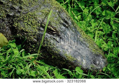 American Alligator (alligator Mississippiensis), Sometimes Referred To Colloquially As A gator or co