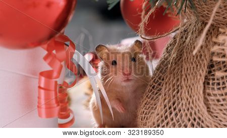 White Rat Crawls In The New Year Decorations, Christmas Trees Toys, Balls. Symbol Of The New 2020 An