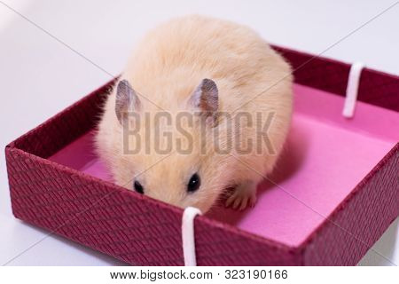 White Rat Crawls In The New Year Decorations, Christmas Trees Toys, Balls. Symbol Of The New 2020 An