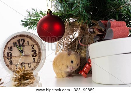 White Rat Crawls In The New Year Decorations, Christmas Trees Toys, Balls. Symbol Of The New 2020 An