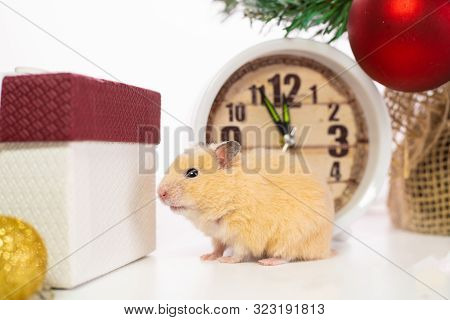 White Rat Crawls In The New Year Decorations, Christmas Trees Toys, Balls. Symbol Of The New 2020 An