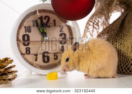 White Rat Crawls In The New Year Decorations, Christmas Trees Toys, Balls. Symbol Of The New 2020 An