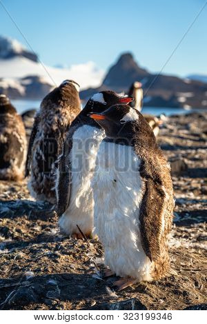Fat Gentoo Penguin Chick Enjoing The Sun With His Flock At The Barrientos Island, Antarctic