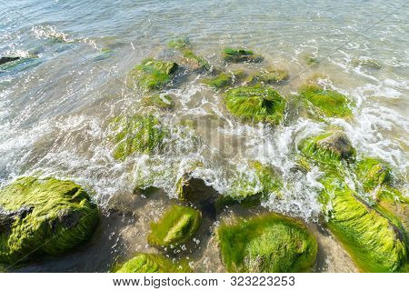 Sea Tidal Bore. Waves Break On Stones Overgrown By Moss And Algae. Beautiful Seascape.
