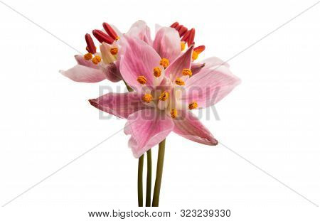 Butomus Umbrella Isolated On A White Background