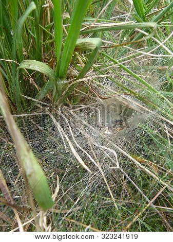 The Intriate Hole Of A Funnel Spider With Dew Drops