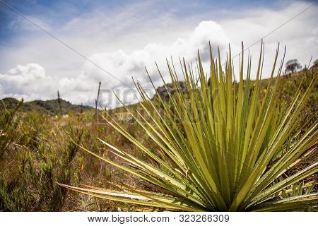 Panoramic View Of The Teatinos Paramo With A Puya Plant In The Foreground. Captured At The Highlands