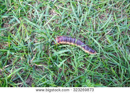 Caterpillar Of Goat Moth. Cossus Cossus. Because Crawling In Green The Grass Between Blades Of Grass