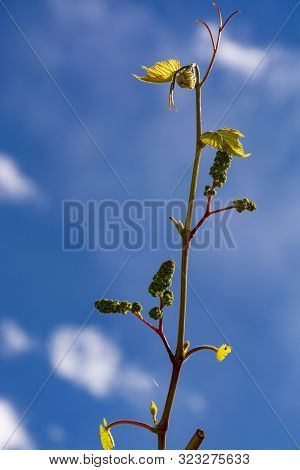 Young Grape Vine With Small Green Grapes On Blue Sky Background