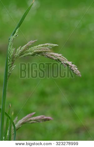 Yorkshire Fog (holcus Lanatus)