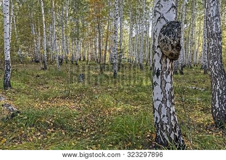 Mushroom With The Latin Name Inonotus Obliquus Grew On Birch In The Forest